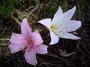  Belladonna White flowers turn pink